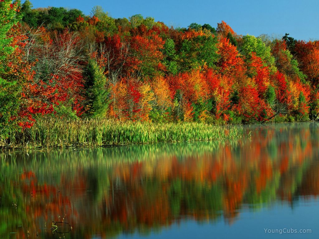 Morning Light, Horseshoe Lake, Adirondack Park and Preserve, New York